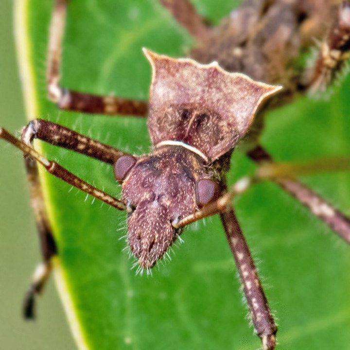 Pod-Sucking Bug (Riptortus serripes) (Riptortus serripes)